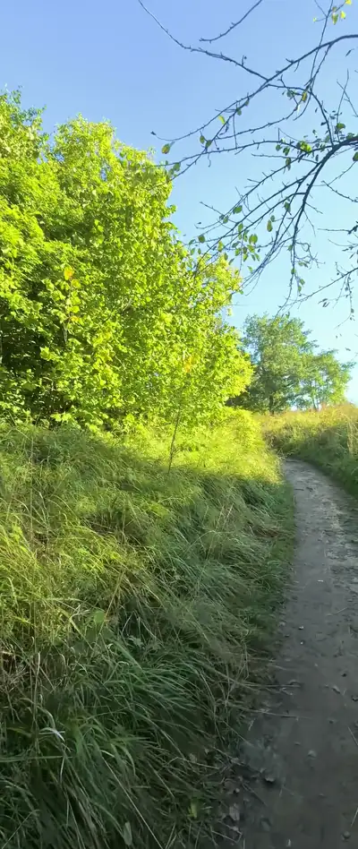 Солнечная грунтовая тропа вьётся вдоль пологого склона, заросшего сочной зелёной травой и кустарником, а сверху кадр обрамляют тонкие ветви на фоне чистого голубого неба. Атмосфера тёплая и летняя, с мягким боковым светом, подчёркивающим свежую листву. [красивый кадр]