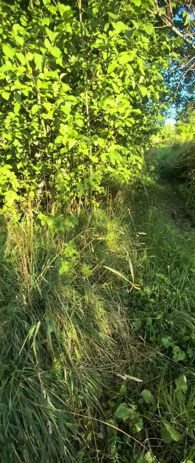 Заросшая высокой травой узкая тропа тянется вдоль густой зелёной кустарниковой стены, залитой ярким солнцем, с просветом голубого неба вдали. Кадр снят на ходу, композиция случайная и без выразительного акцента. [проходной]